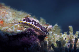 Chromodoris