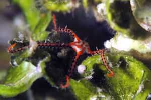 Ophiuroidea