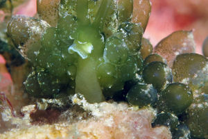 Sacoproteus smaragdinus
