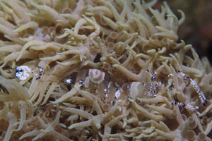 Ancylomenes venustus