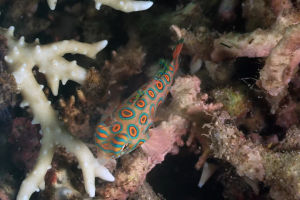 Synchiropus picturatus