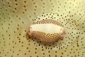 Calpurnus verrucosus