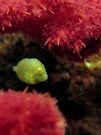 泰勒氏短革单棘鲀