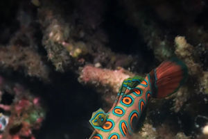 Synchiropus picturatus