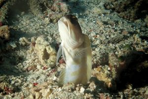 Opistognathus randalli