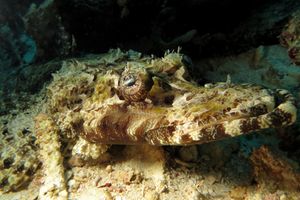 Cymbacephalus beauforti