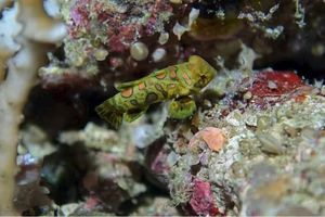 Synchiropus picturatus