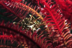 Paramonacanthus choirocephalus