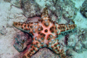 Protoreaster nodosus