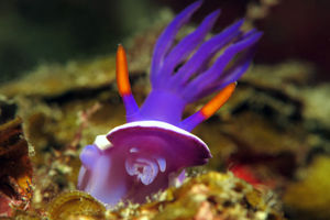 Hypselodoris variobranchia