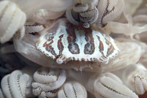 Caphyra loevis