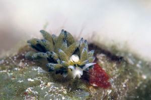 Ercolania endophytophaga