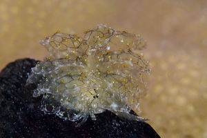 Cyerce katiae