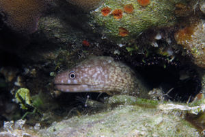 Gymnothorax chilospilus