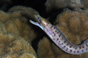 Gymnothorax fimbriatus