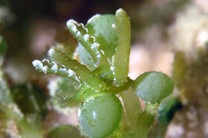 Lobiger viridis