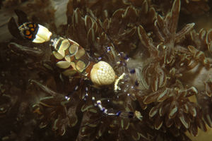 Ancylocaris brevicarpalis