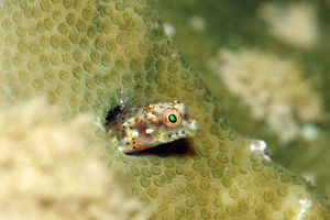 Blenniidae