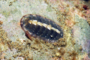 Ischnochiton caliginosus