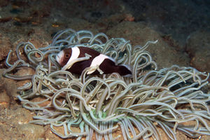 Amphiprion polymnus