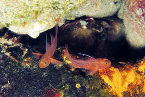 Priolepis nuchifasciatus