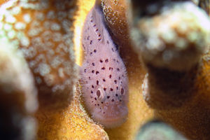 Caracanthus maculatus