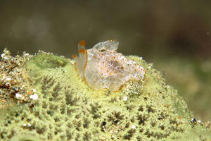 Pleurobranchus peronii