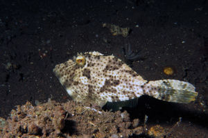 Pseudomonacanthus macrurus