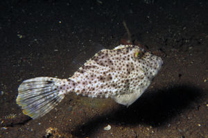 Pseudomonacanthus macrurus