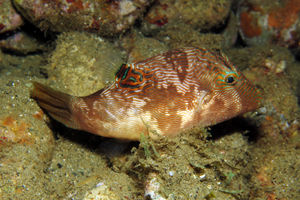 Canthigaster compressa