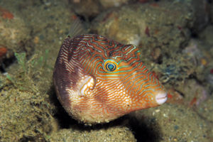 Canthigaster compressa