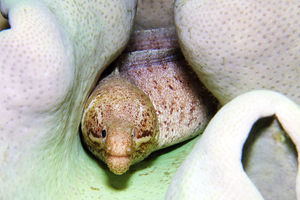 Gymnothorax zonipectis