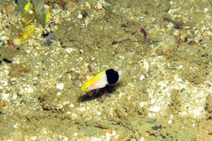 Bodianus bilunulatus