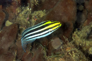 Meiacanthus grammistes