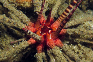 Prionocidaris baculosa