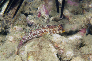 Neosynchiropus ocellatus