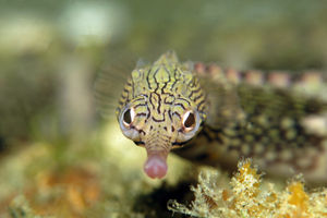 Corythoichthys haematopterus