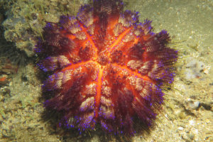 Asthenosoma varium