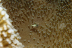 Halichoeres prosopeion