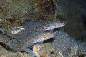 Ctenogobiops crocineus