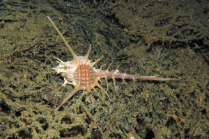 Murex tribulus