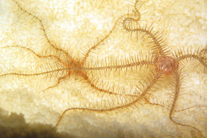 Ophiothrix (Acanthophiothrix) purpurea