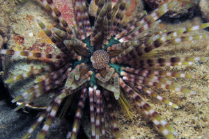 Echinothrix calamaris