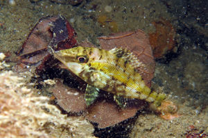 Lethrinus amboinensis