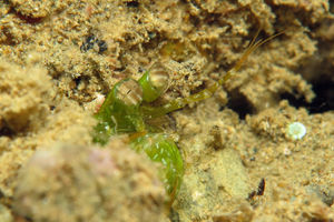 Gonodactylellus viridis