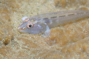 Phyllogobius platycephalops