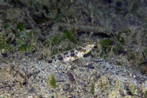 Vanderhorstia phaeosticta