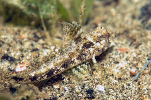 Gnatholepis yoshinoi