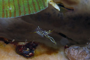 Urocaridella degravei