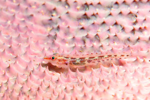 Pleurosicya elongata